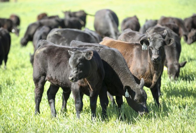 (190408) -- FORSYTH, April 8, 2019 (Xinhua) -- Young cattle are seen at the Sleepy Creek Farms owned by the Ham family in Forsyth, the U.S. state of Georgia, March 27, 2019. (Xinhua/Wang Ying)