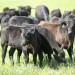 (190408) -- FORSYTH, April 8, 2019 (Xinhua) -- Young cattle are seen at the Sleepy Creek Farms owned by the Ham family in Forsyth, the U.S. state of Georgia, March 27, 2019. (Xinhua/Wang Ying)
